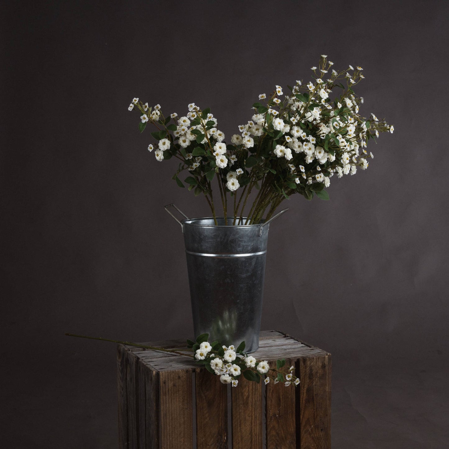 White Wild Meadow Rose