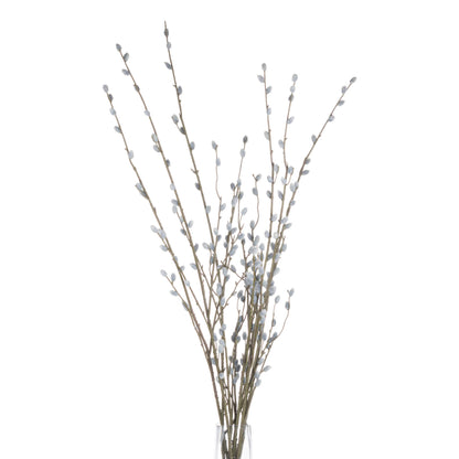 Pussy Willow Branch