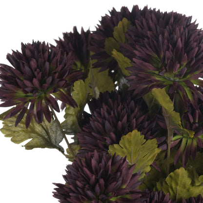 Chocolate Chrysanthemum