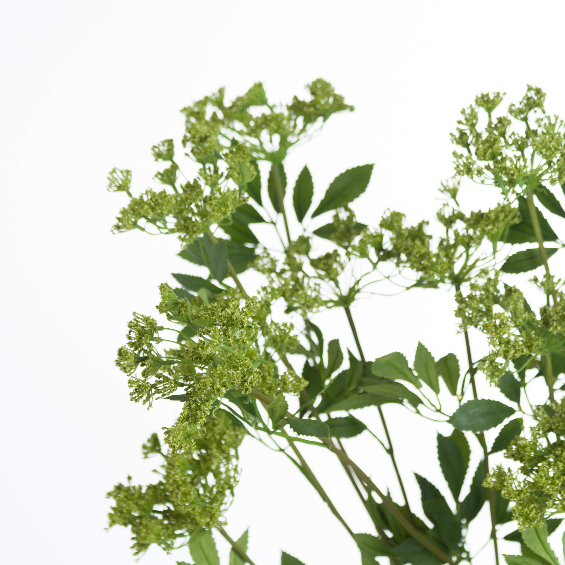 Faux Cow Parsley Ammi