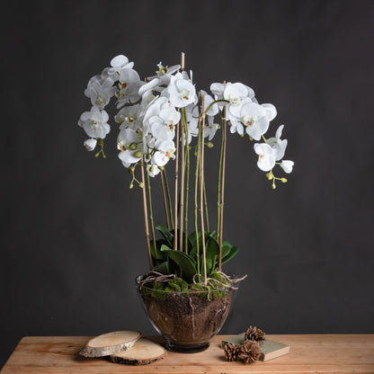 Large White Orchid In Glass Pot