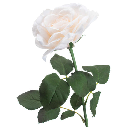 Large White Garden Rose