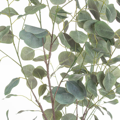 Large Eucalyptus Tree In Metallic Pot