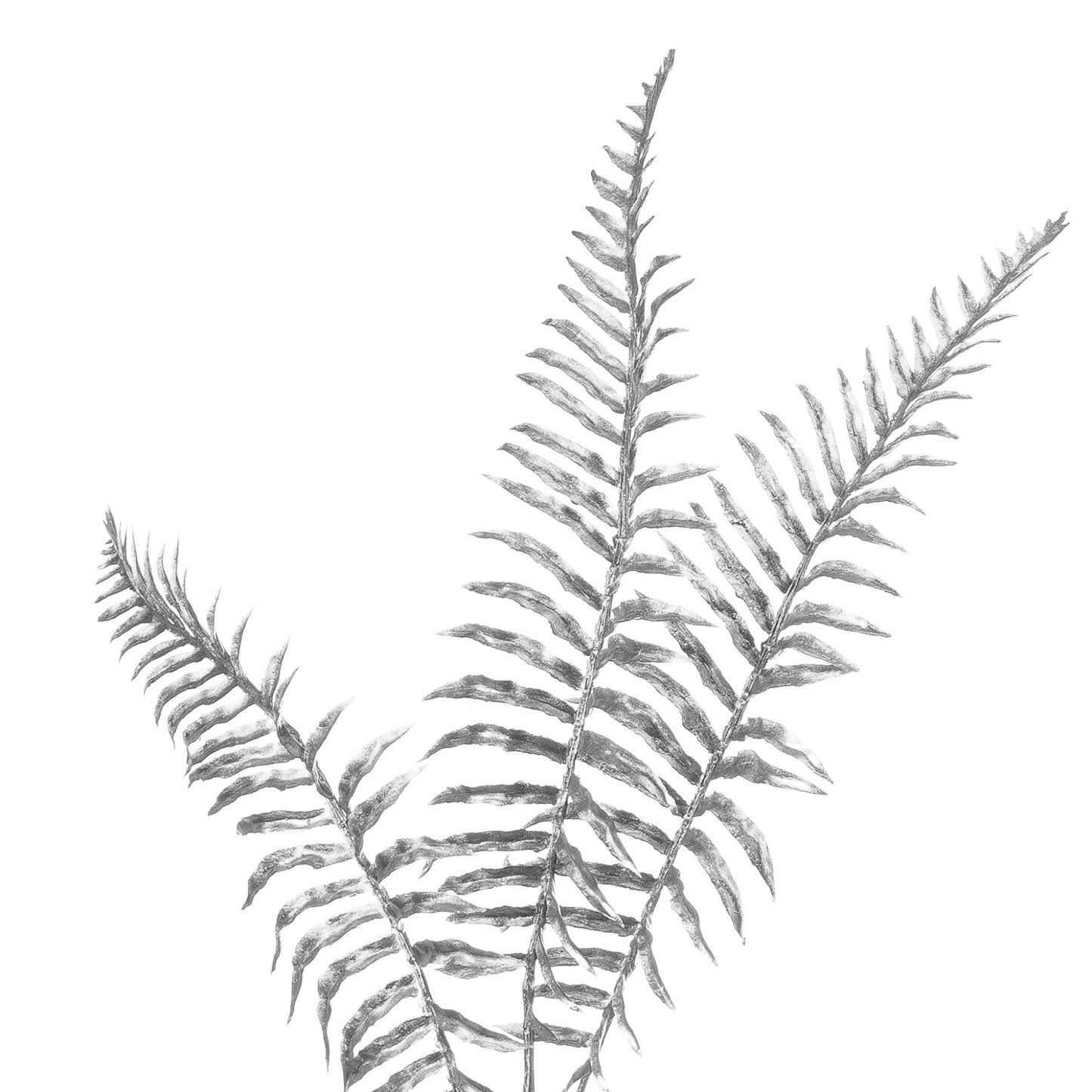 Silver Fern Spray