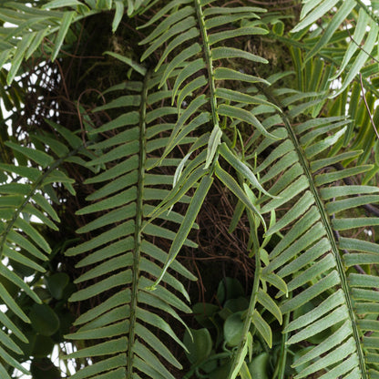 Fern Hanging Basket Arrangement