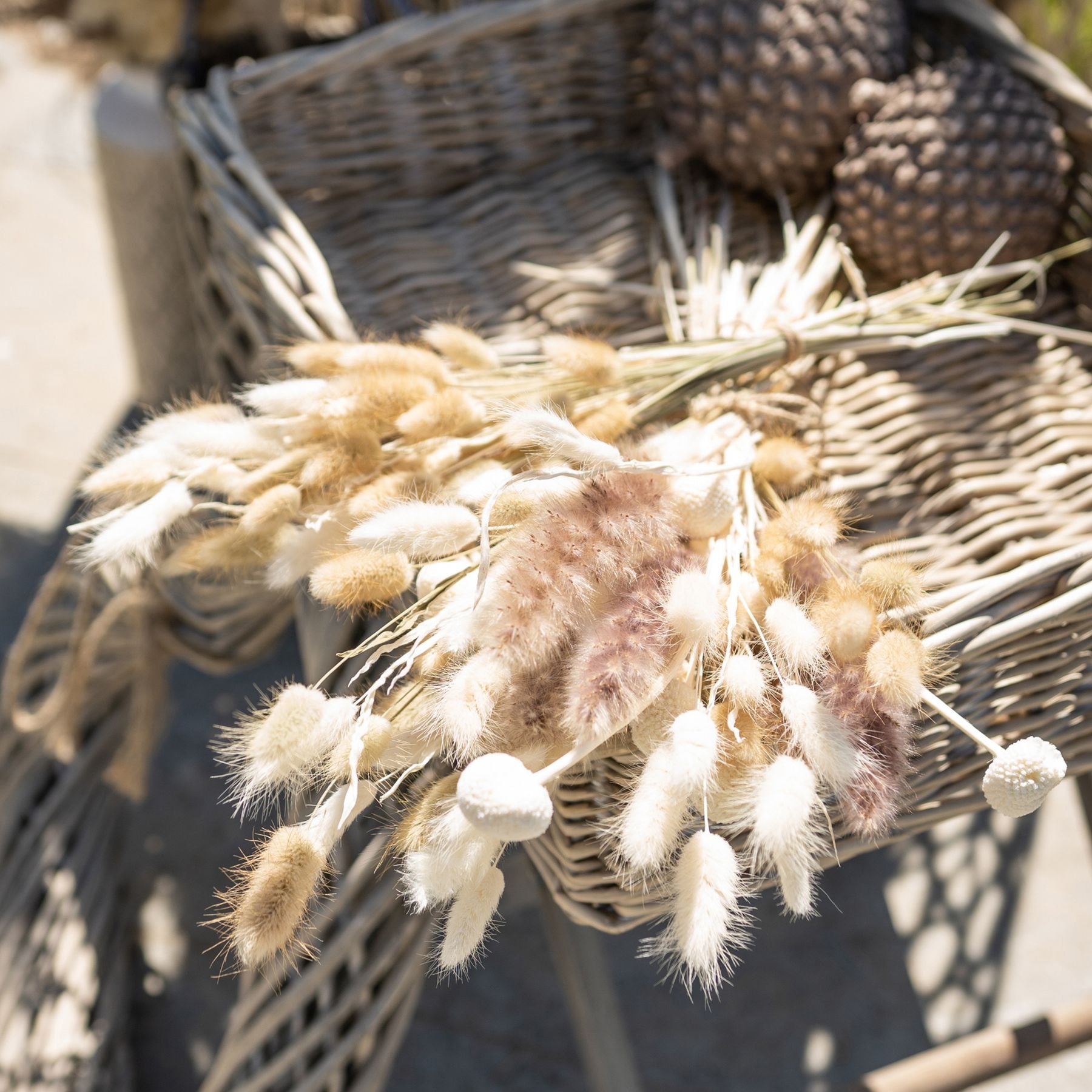 Dried White Billy Ball Bunch Of 20