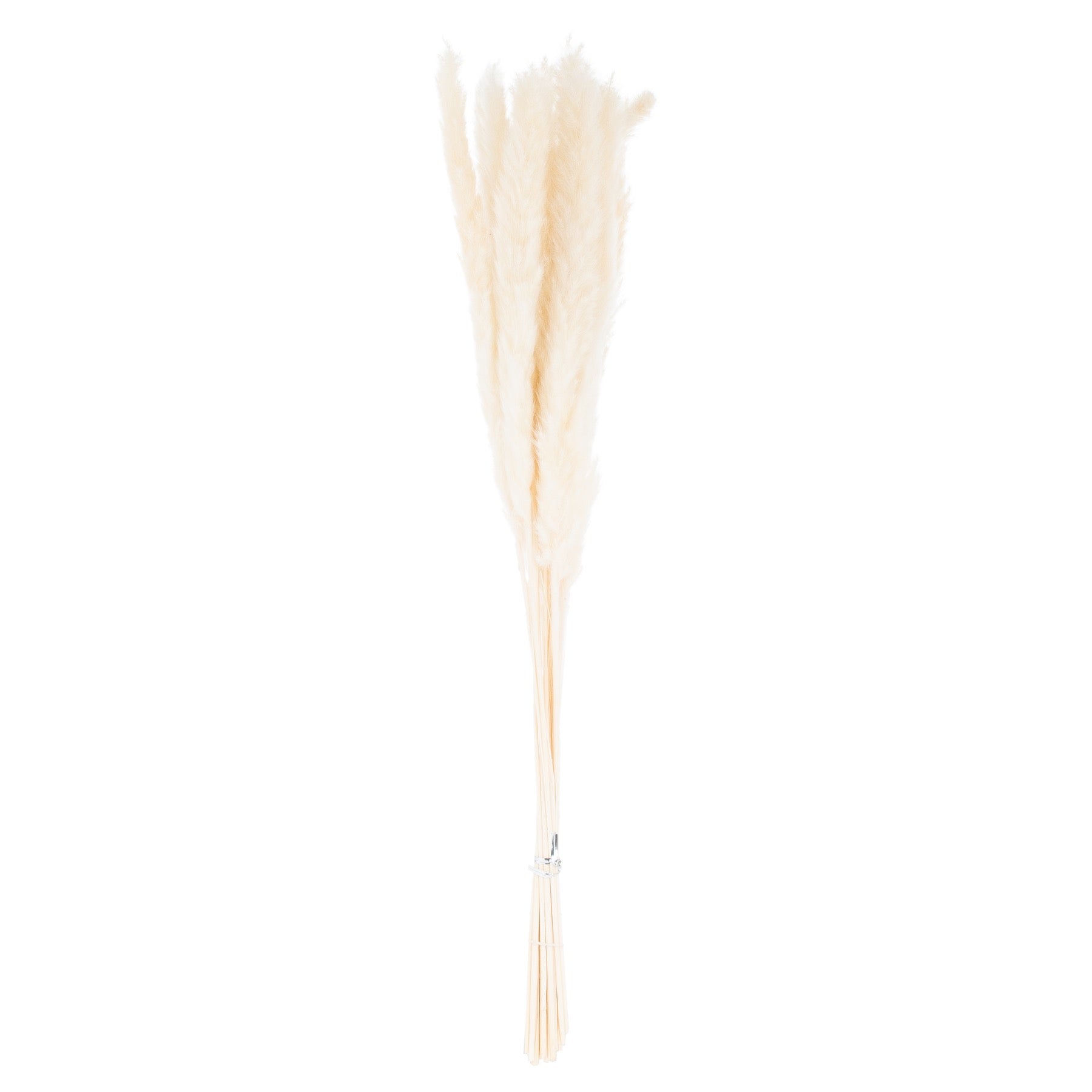 Mini White Pampas Grass Bunch Of 15