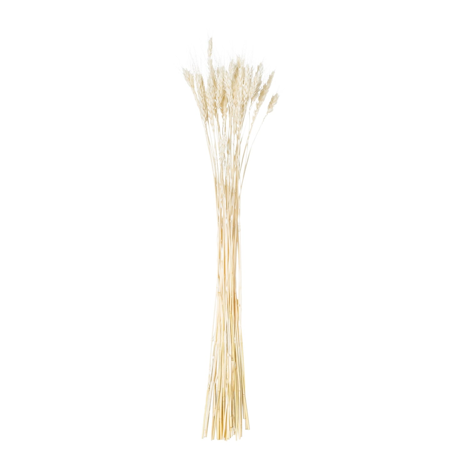 Dried White Wheat Bunch Of 20