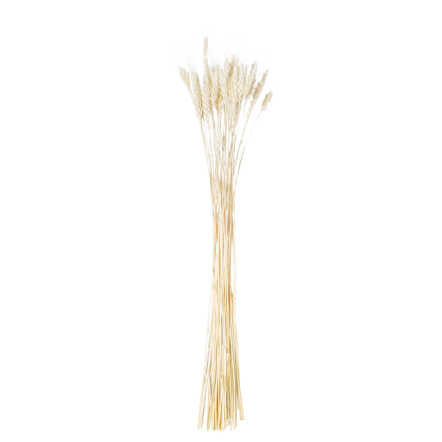 Dried White Wheat Bunch Of 20