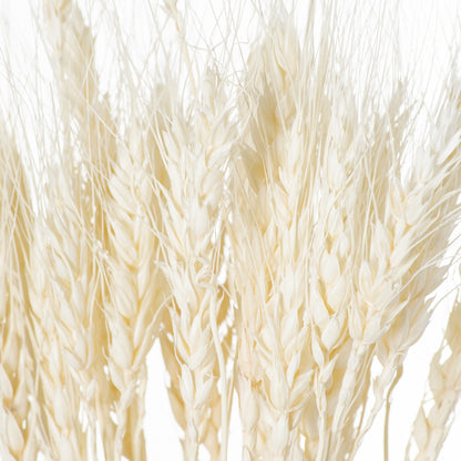 Dried White Wheat Bunch Of 20