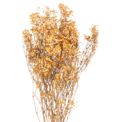 Dried Orange Babys Breath Bunch