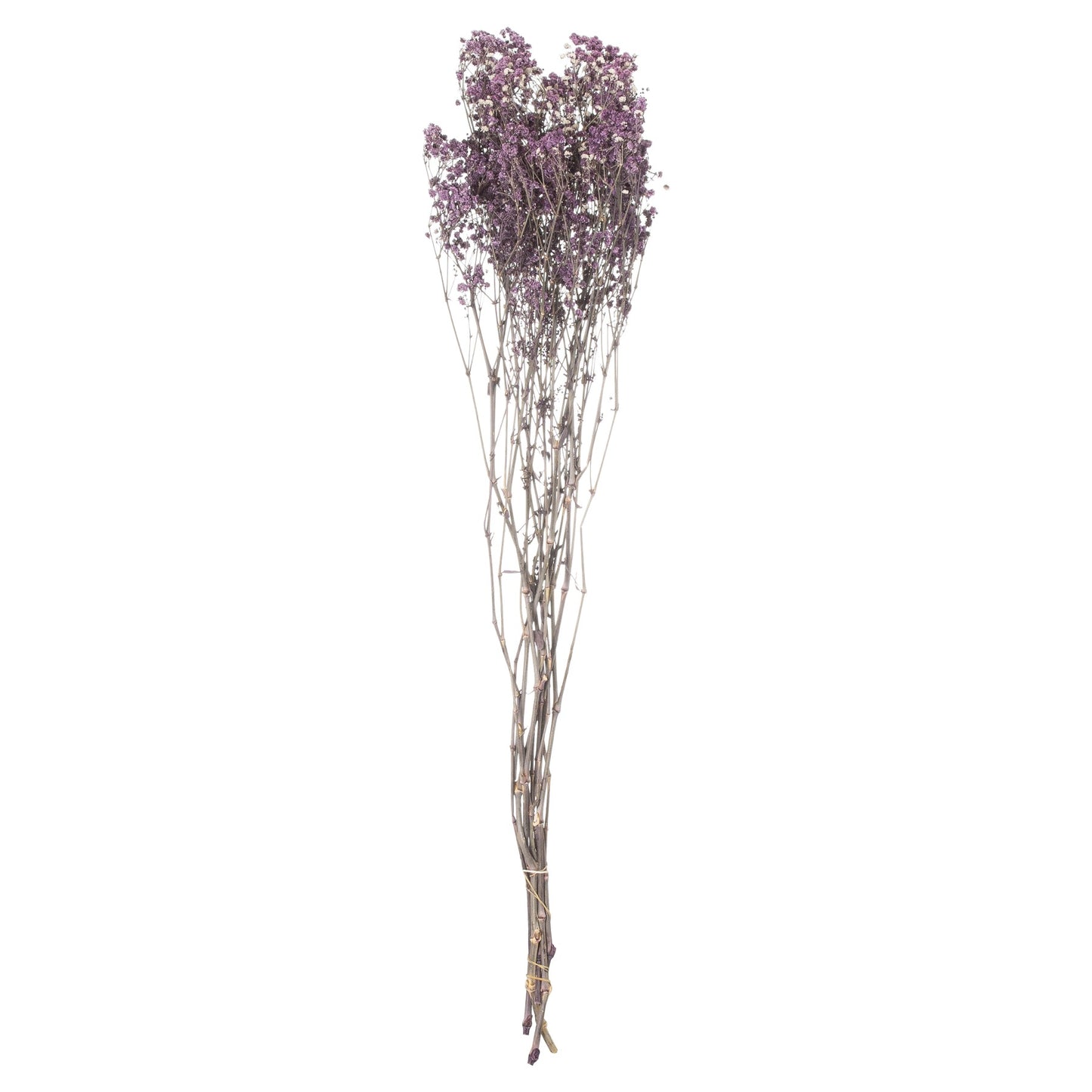 Dried Purple Babys Breath Bunch