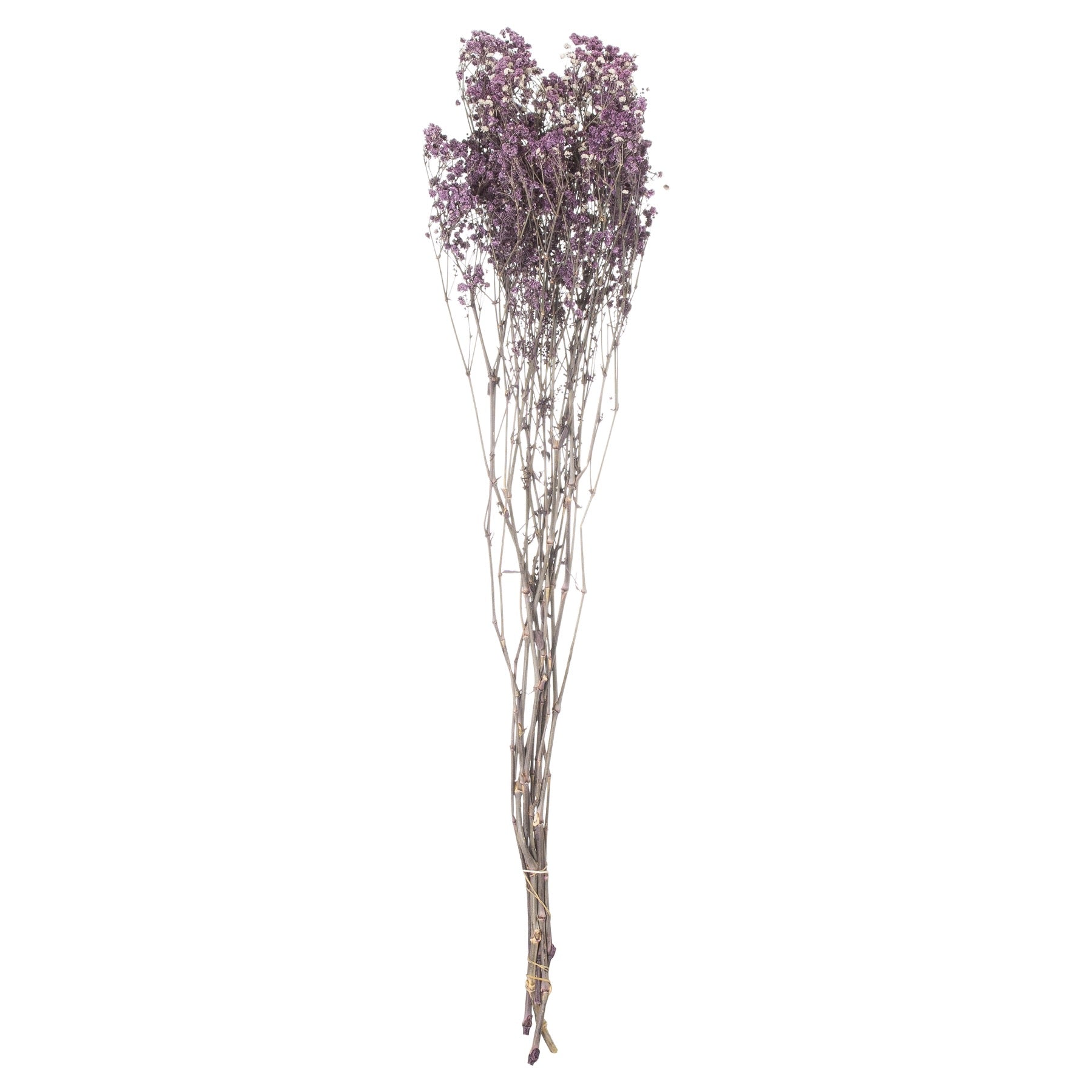 Dried Purple Babys Breath Bunch