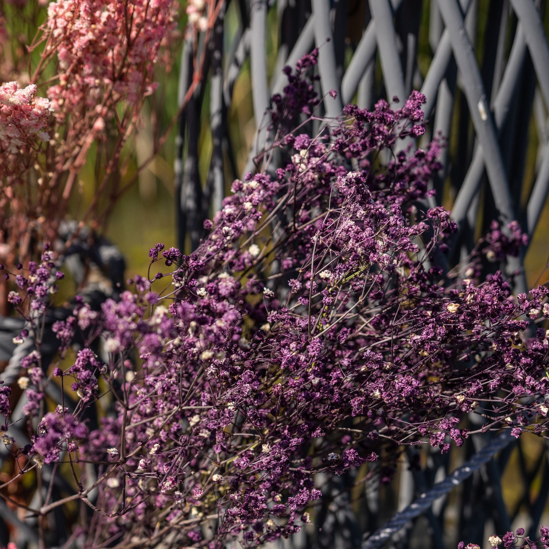 Dried Purple Babys Breath Bunch