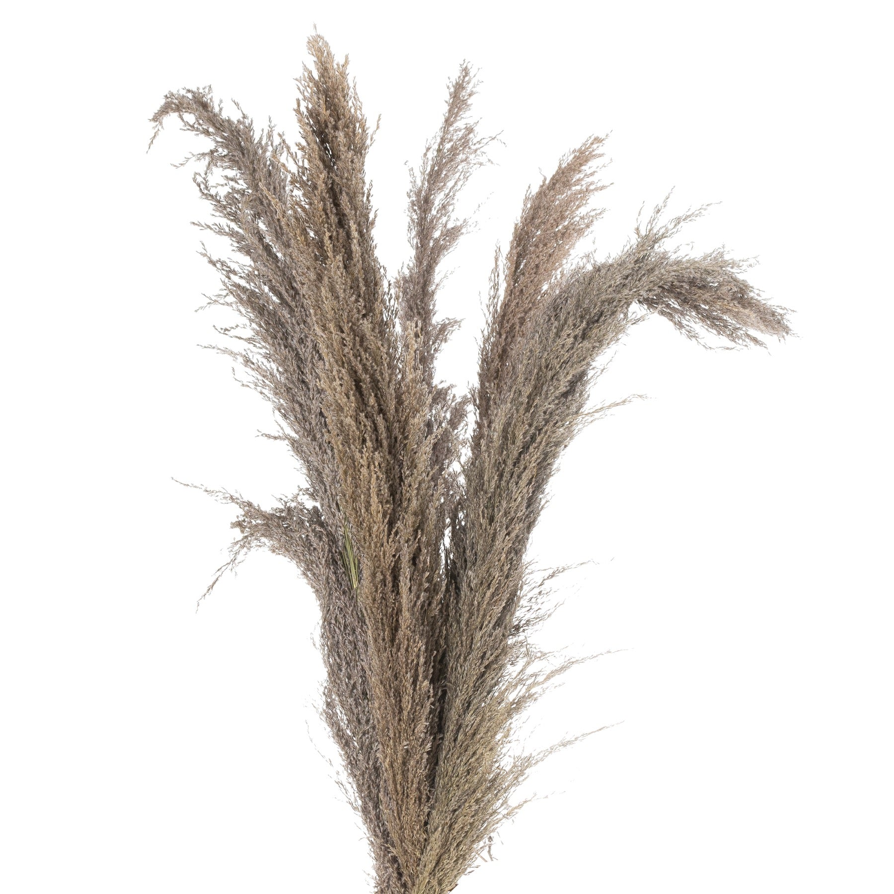 Natural Pampas Grass Stem