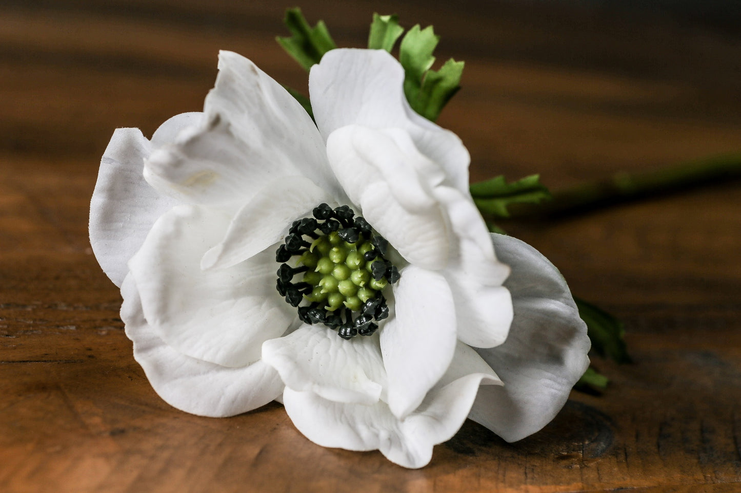 White Anemone Stem