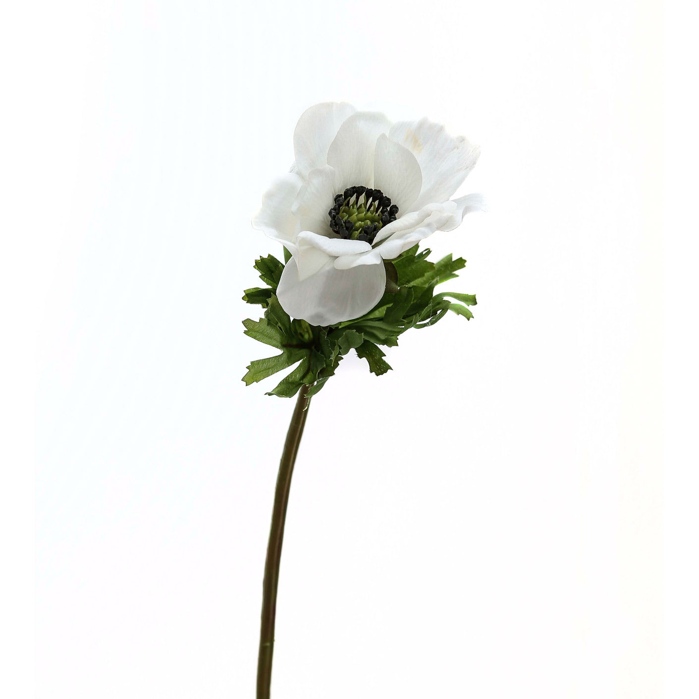 White Anemone Stem