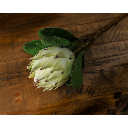 Large White Protea