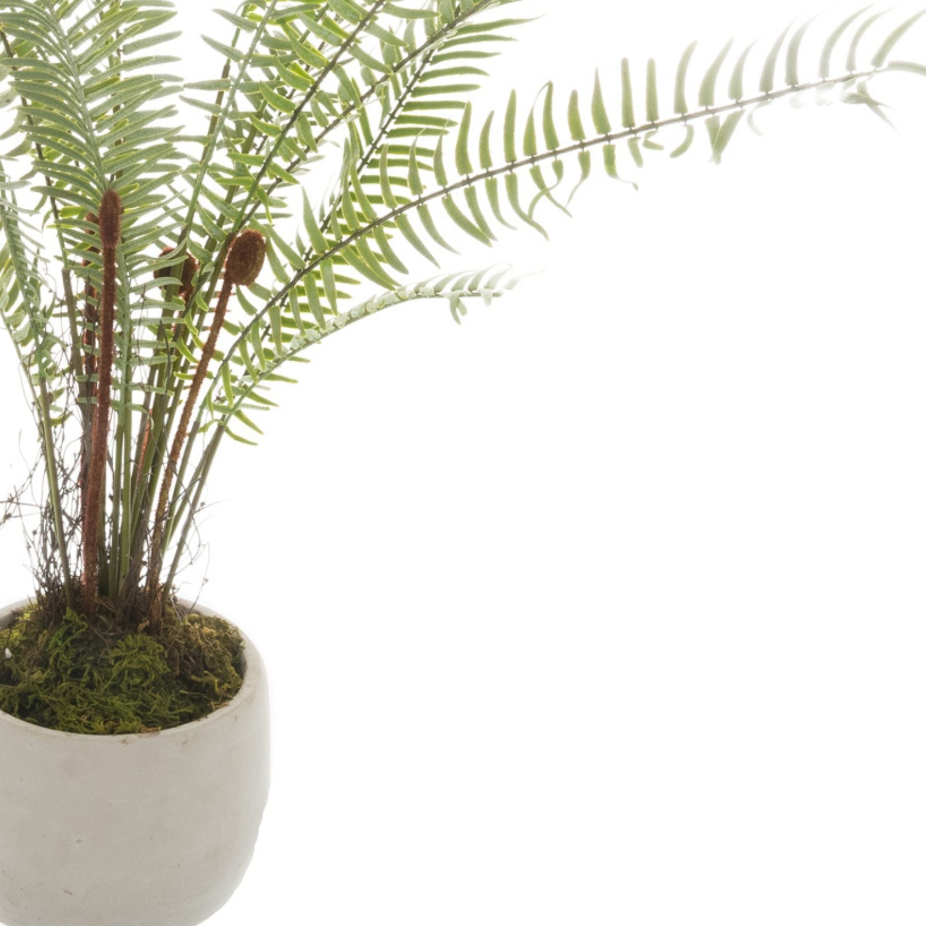 White Potted Boston Fern