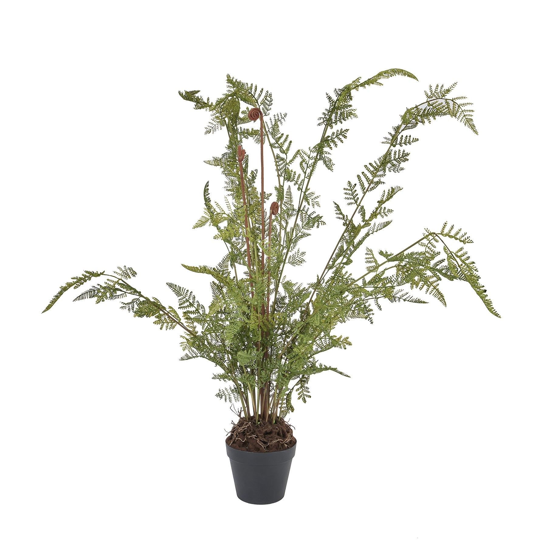 Large Tall Black Potted Fern