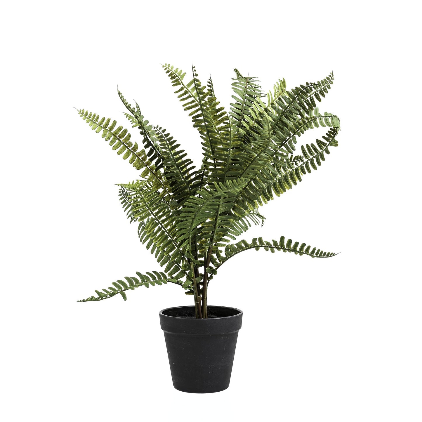 Black Potted Fern