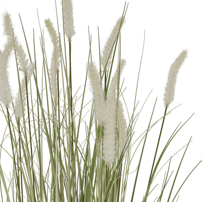 Large Bunny Tail Grass