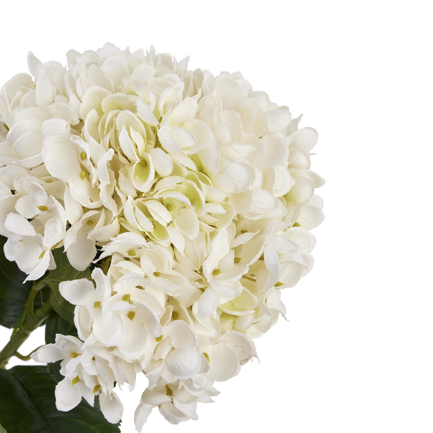 White Hydrangea Stem