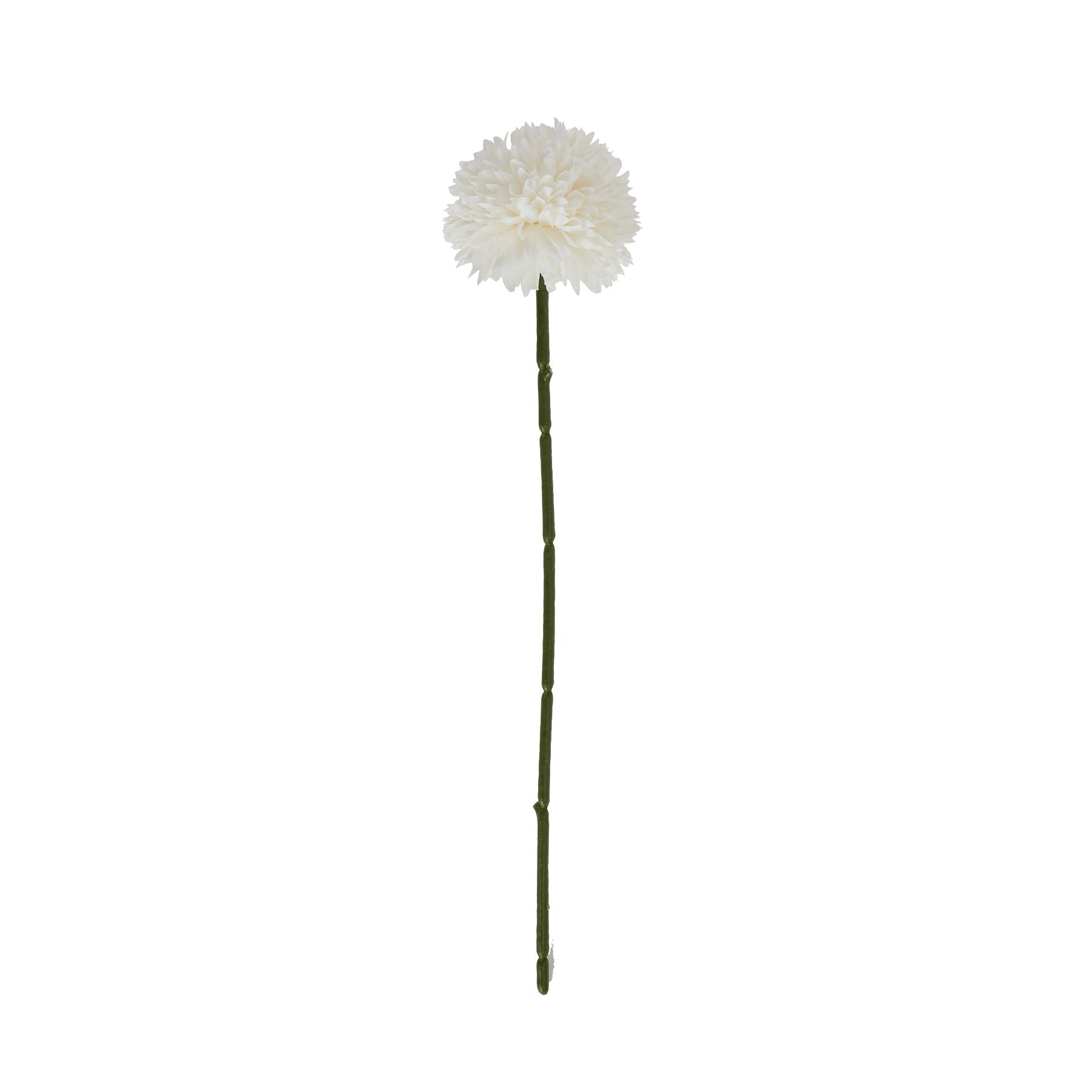 White Chrysanthemum