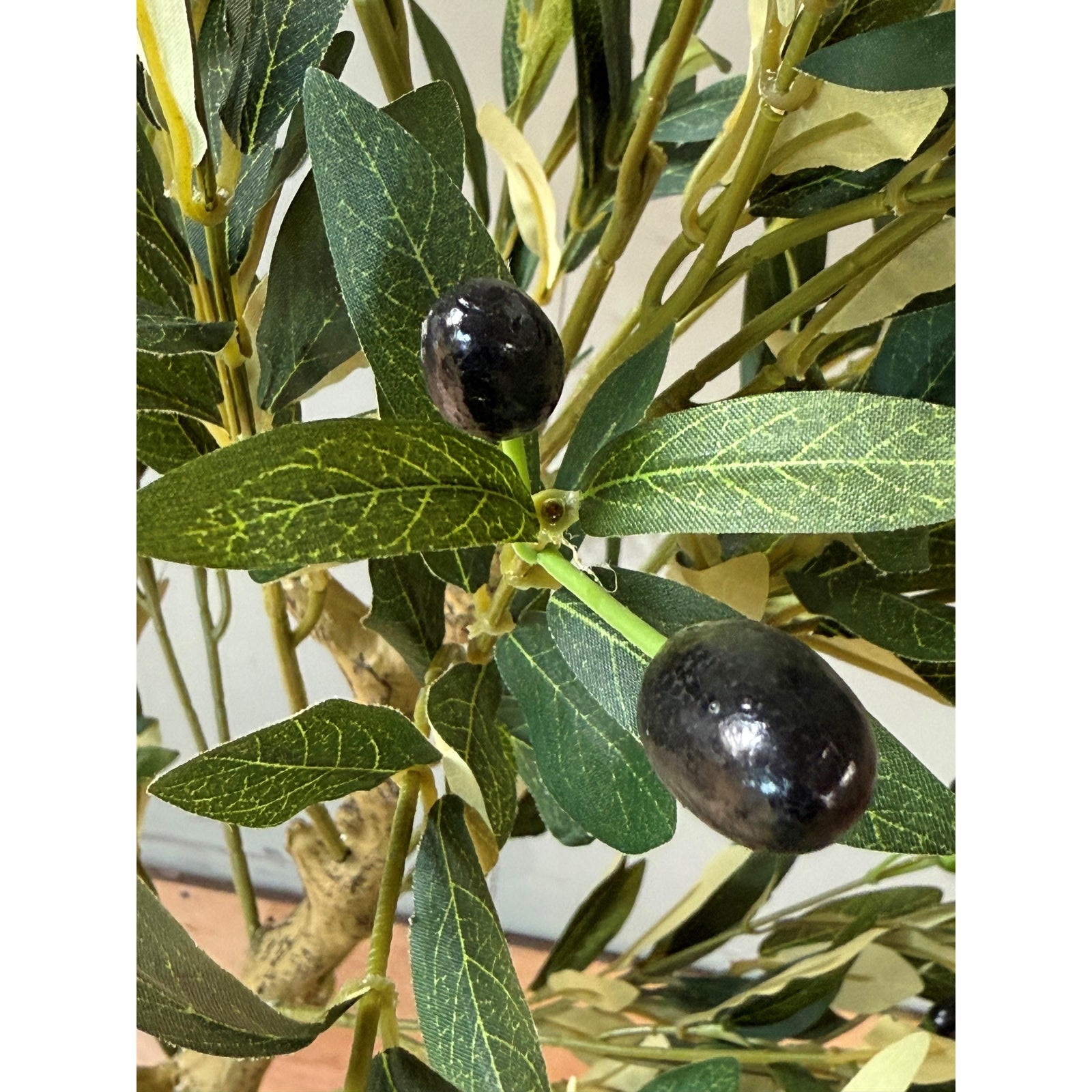 Calabria Olive Tree