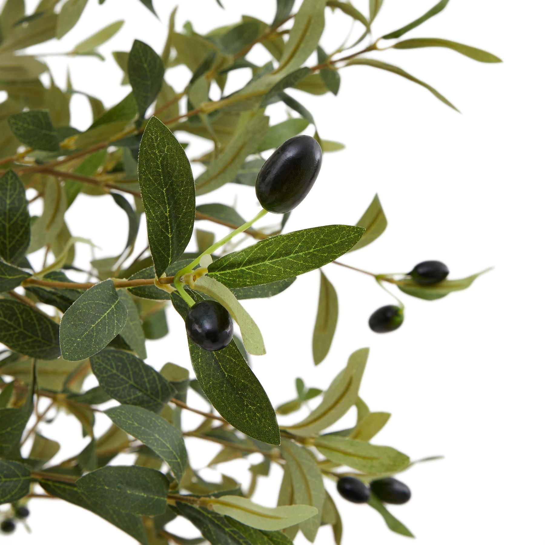 Calabria Small Olive Tree