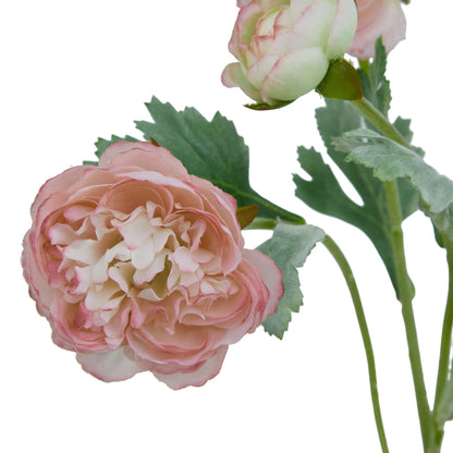 The Natural Garden Collection Pink Ranunculus