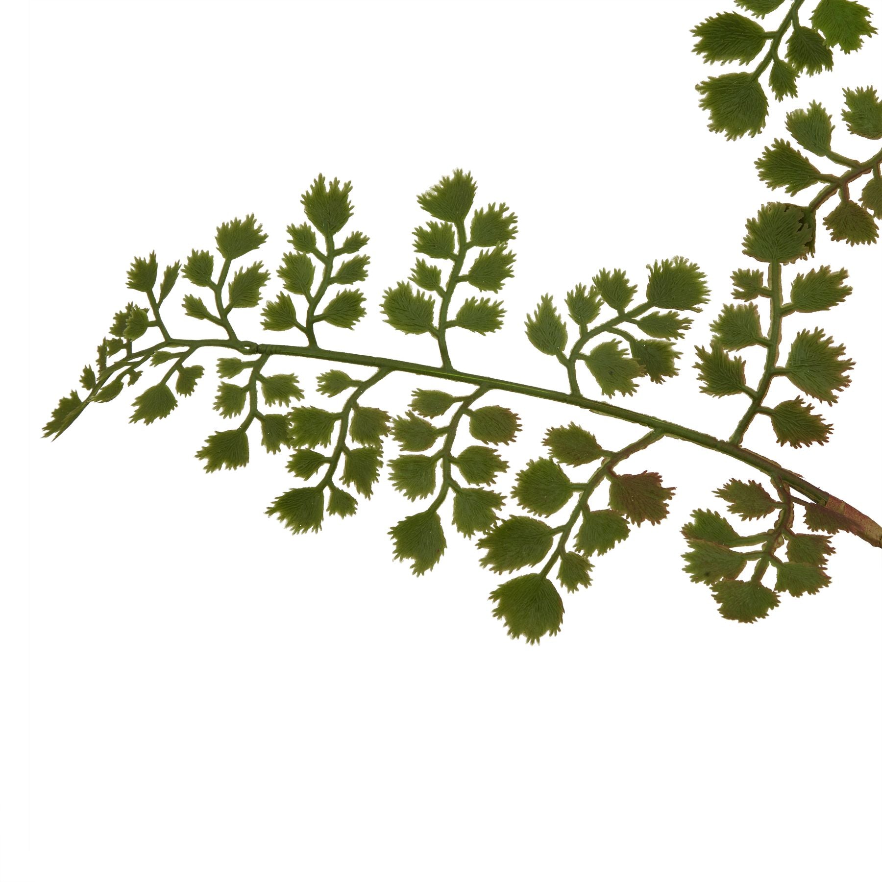 The Natural Garden Collection Maidenhair Fern Stem