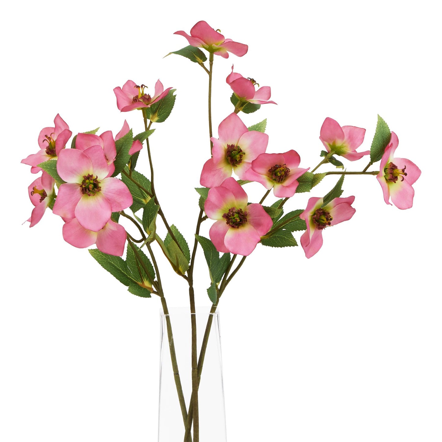 The Natural Garden Collection Pink Varigated Hellibore