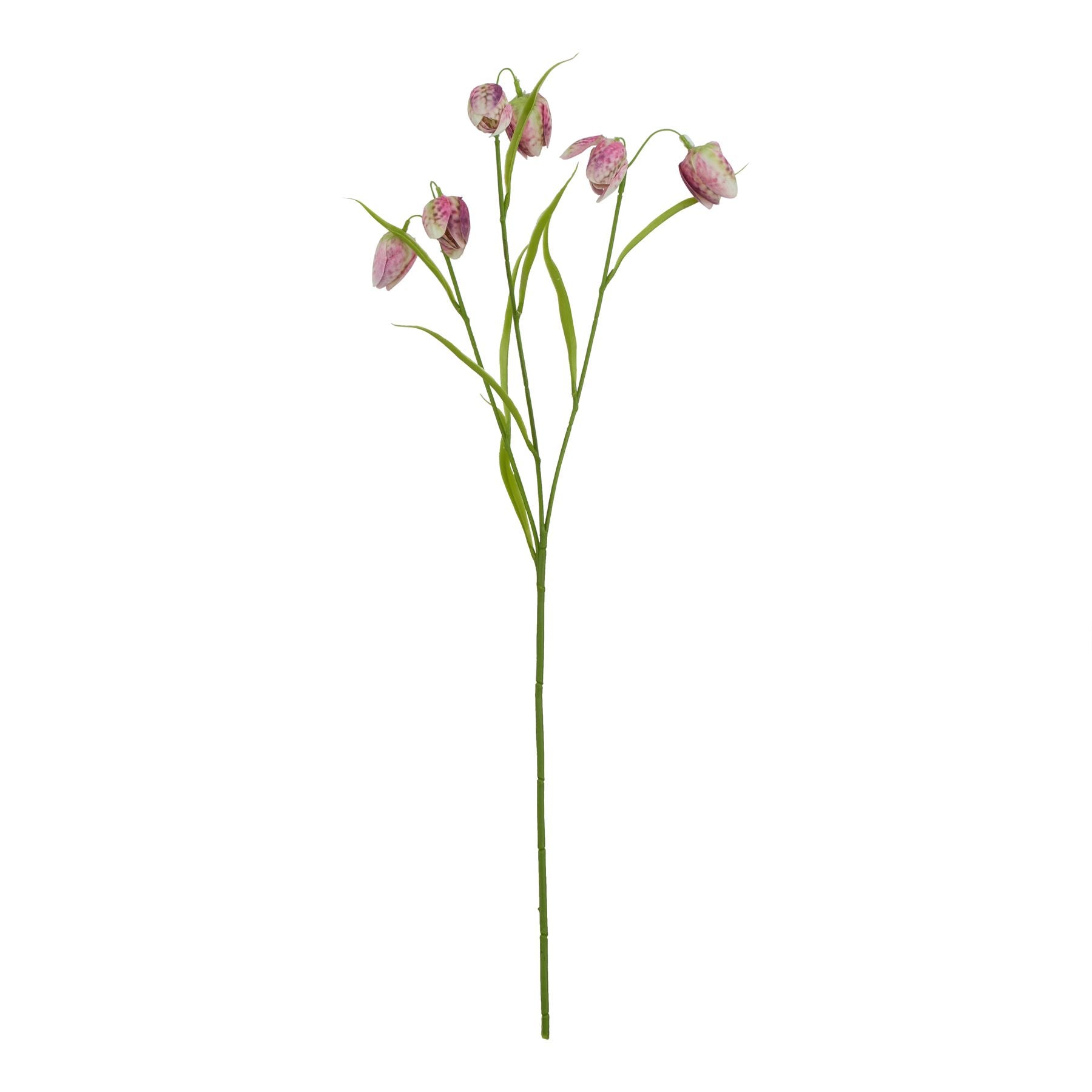 The Natural Garden Collection Purple Fritillaria Stem