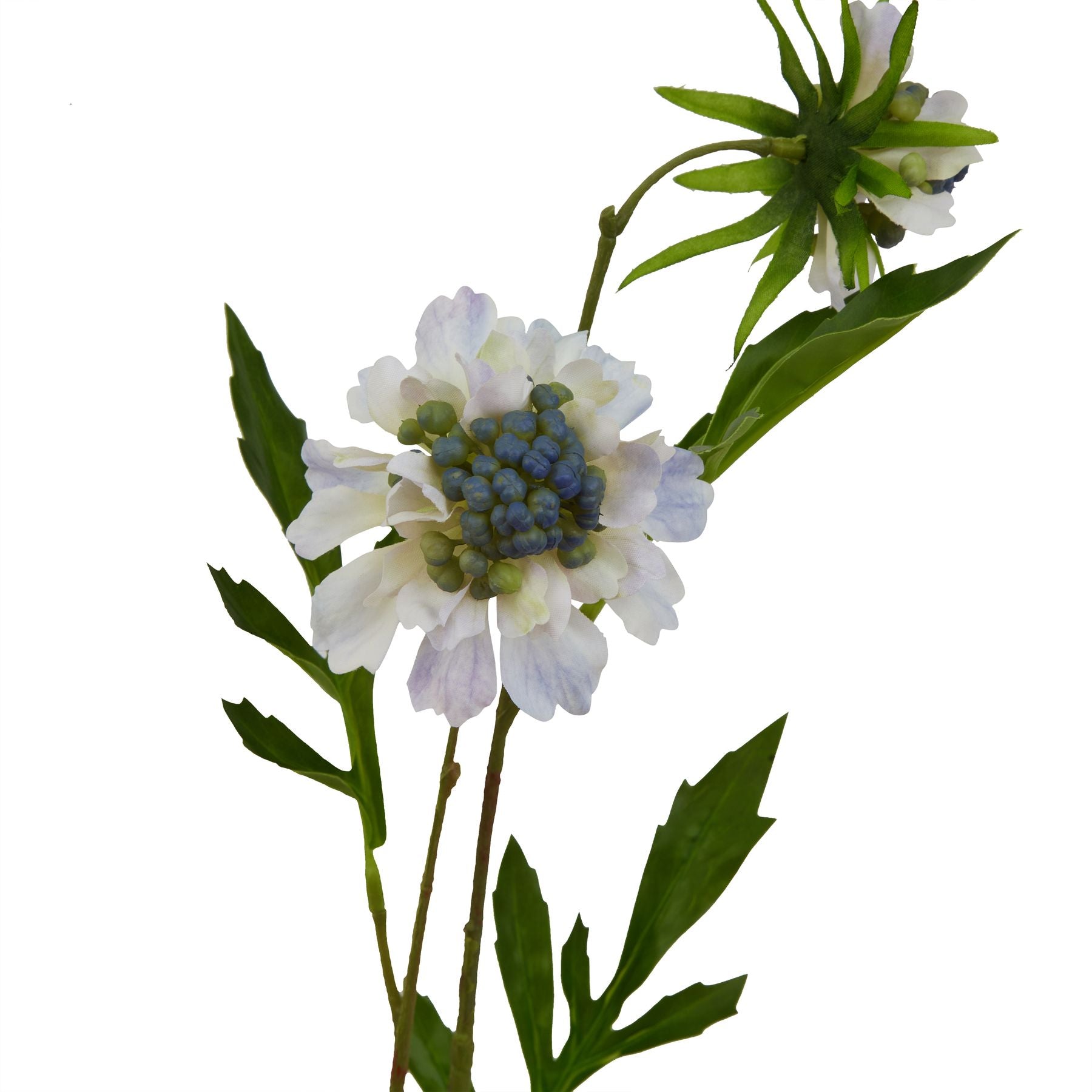 Pale Blue Scabious Stem