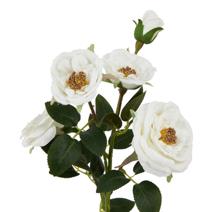 The Natural Garden Collection White Hedge Rose Stem