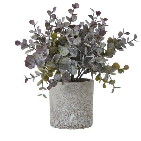 Small Eucalyptus Cinerea Plant In Grey Pot