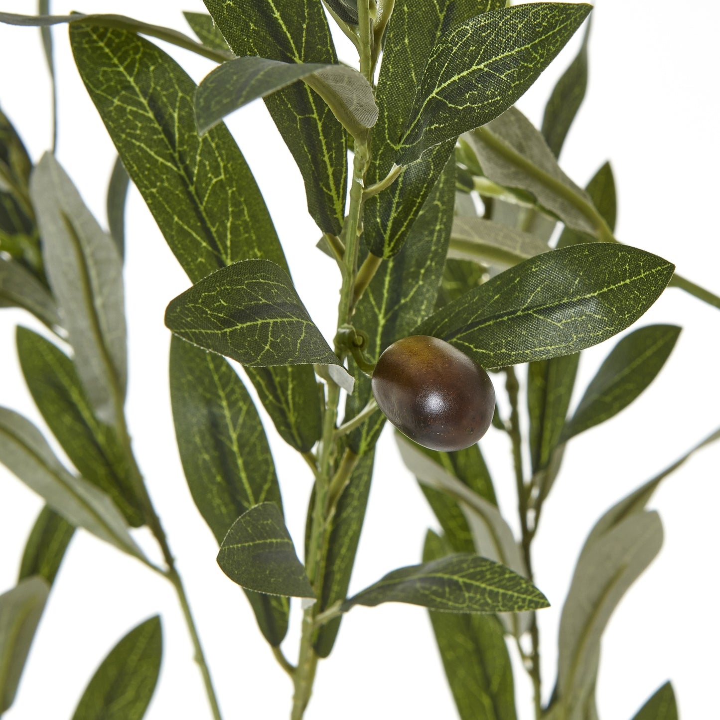 Apulia Olive Tree In White Pot 180Cm