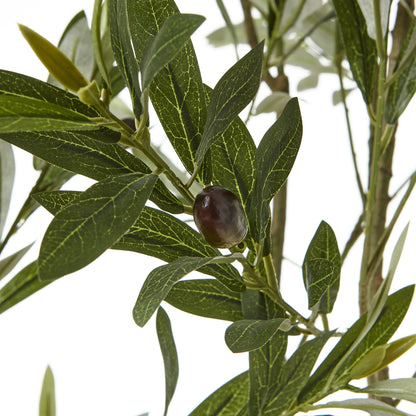 Apulia Olive Tree In White Pot 200Cm