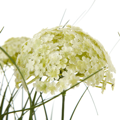 White Allium Plant In Pot