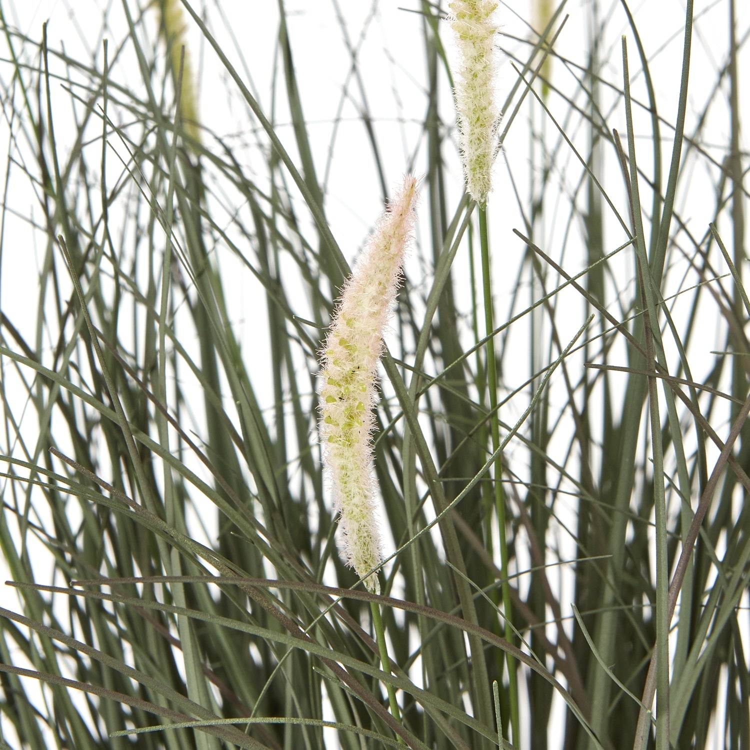 Fountain Grass Plant In Pot