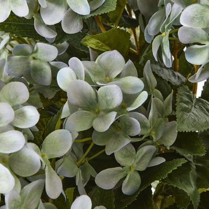 Large Green Hydrangea Plant In Pot