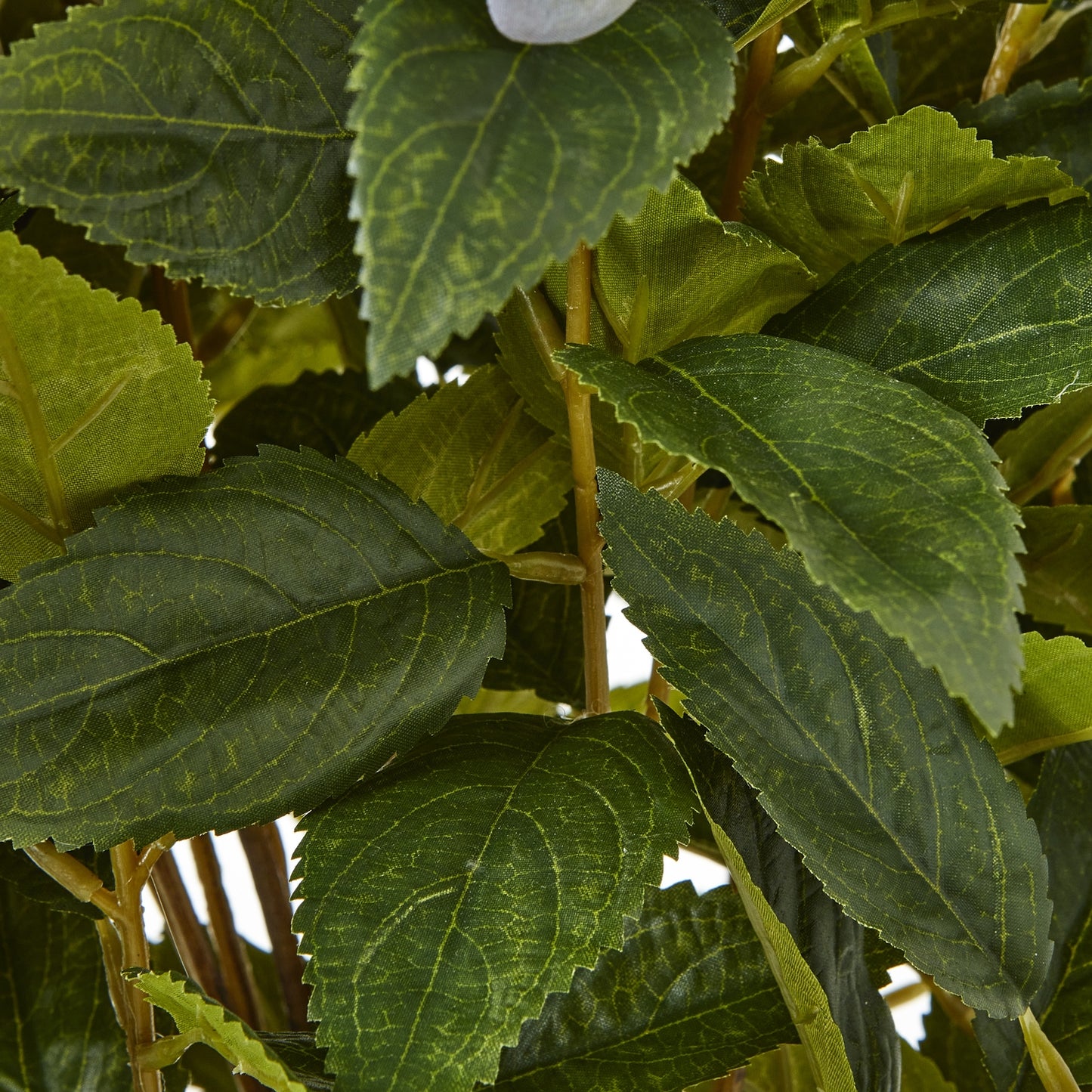 Large Green Hydrangea Plant In Pot