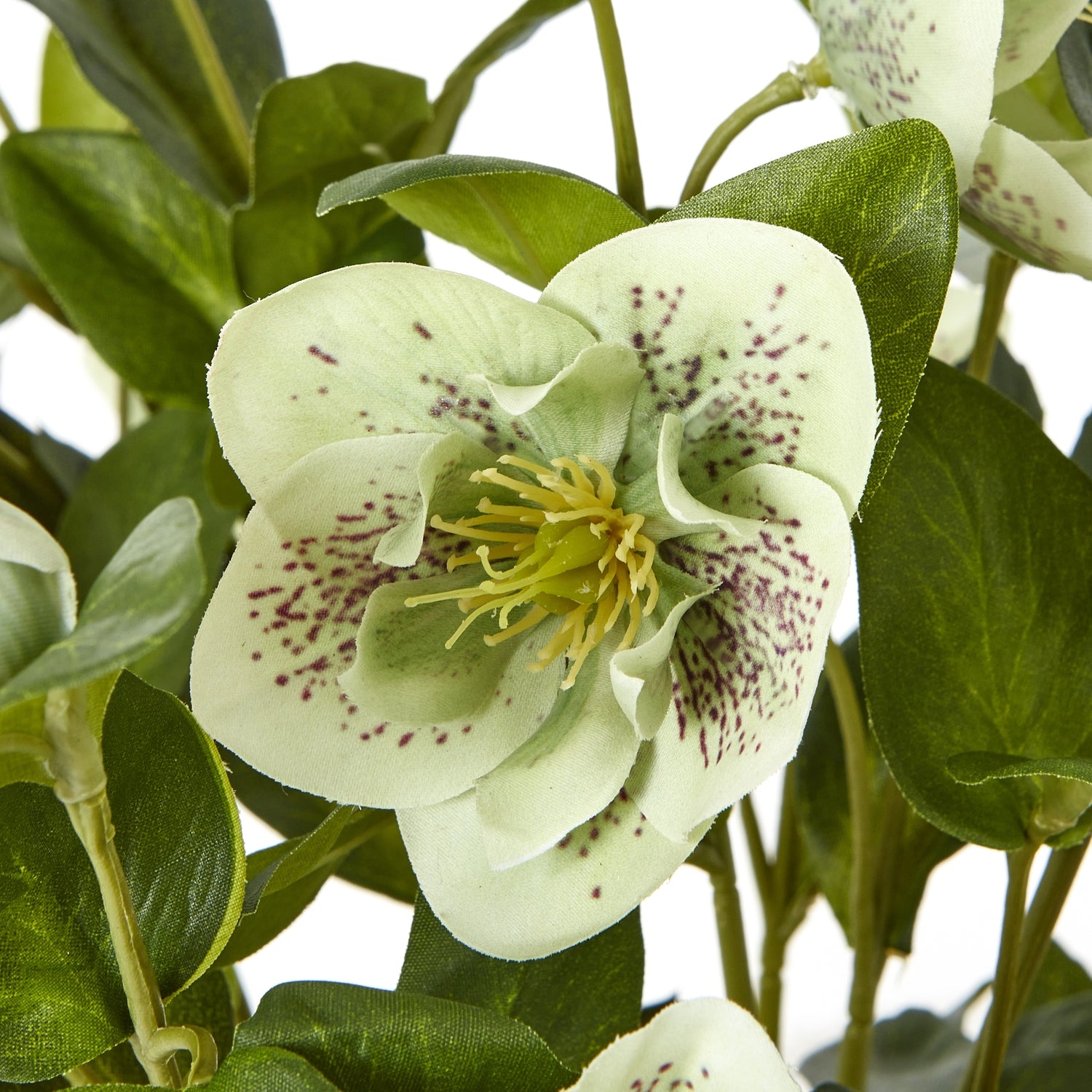 Green Hellebore Plant In Taupe Pot