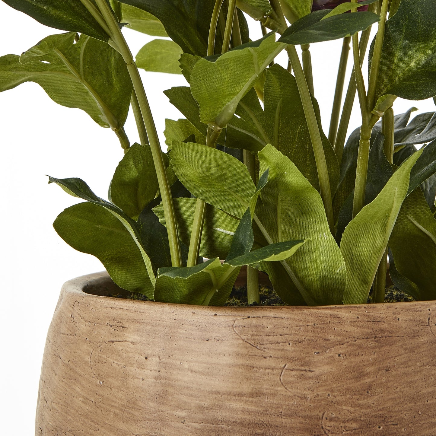 Deep Plum Hellebore Plant In Taupe Pot