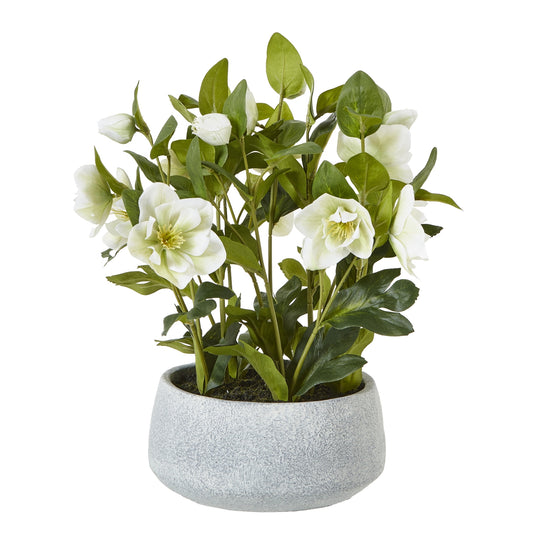 White Hellebore Plant In Grey Pot