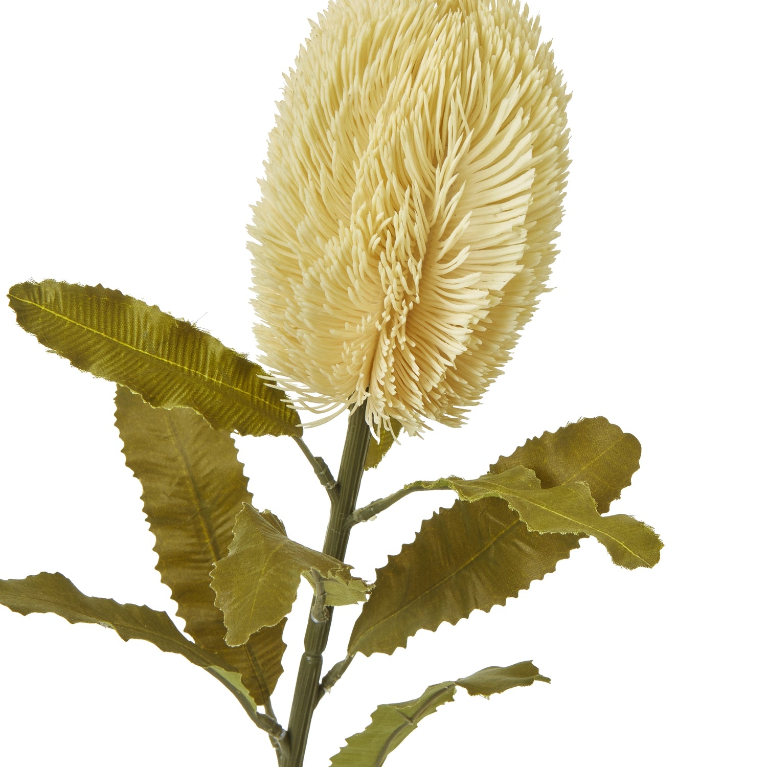 Large Cream Banksia Serrata Stem