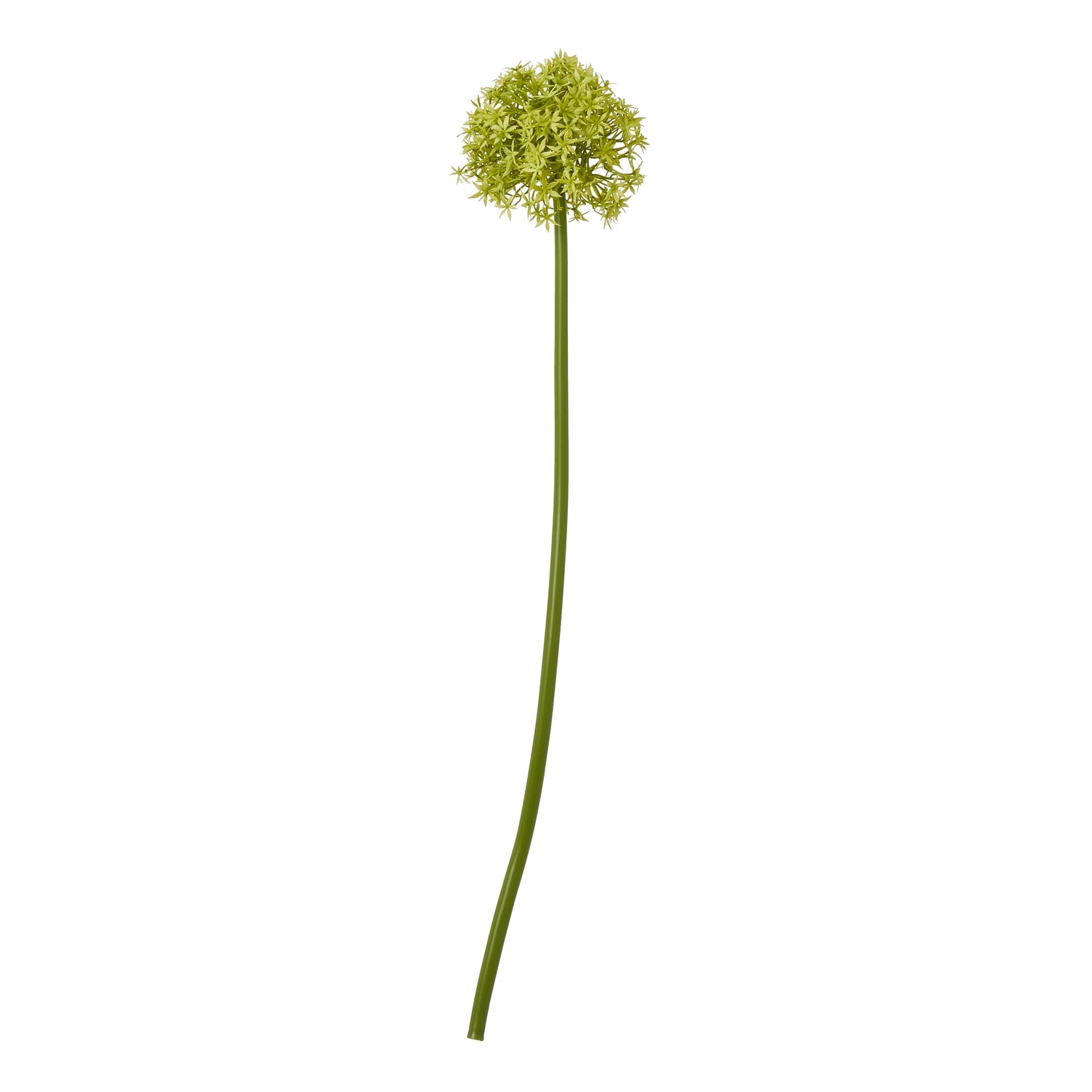 Green Medium Allium Stem